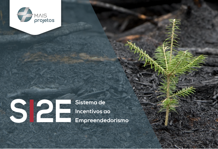 SI2E, sistema de incentivos ao empreendedorismo, pinheiro a nascer em pinhal ardido